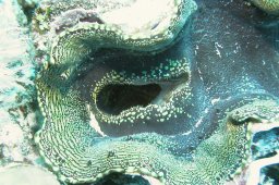 20011012_1_Shaab_Samaday_0031